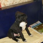 4-mo. Jupiter